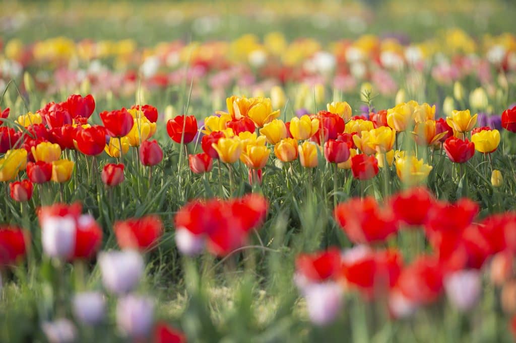 La primavera si avvicina e riapre Tulipania, il campo dei tulipani da raccogliere