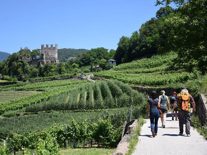 Müller Thurgau: tutto pronto per la 36^ rassegna dedicata al celebre vitigno, in programma dal 6 al 9 luglio in Val di Cembra