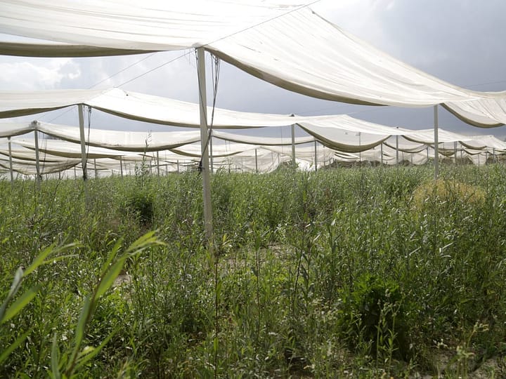Cooperative agricole, Uila “Grande risultato il rinnovo del contratto”
