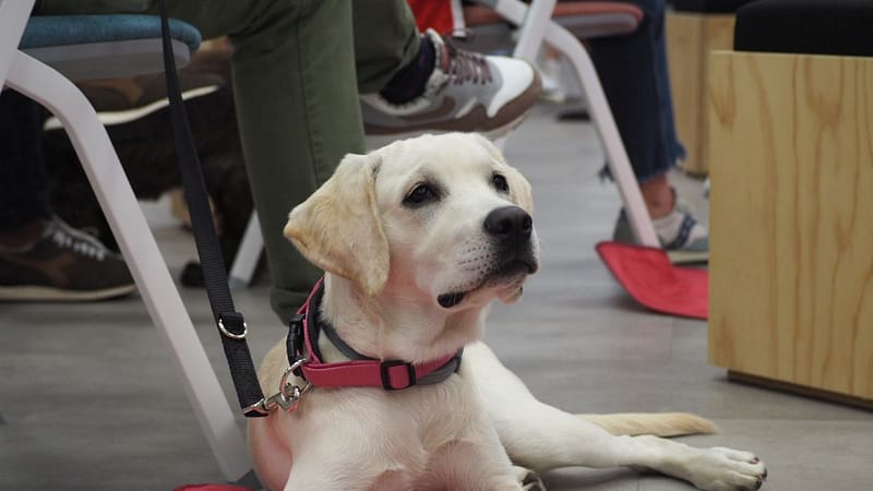 Italo lancia il rifugio virtuale per animali e volontariato nei canili