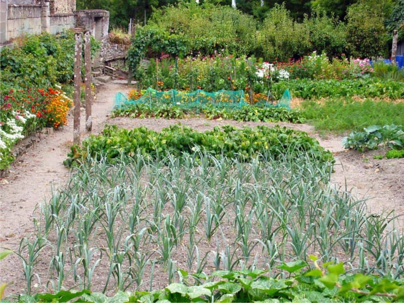 Caro bollette: fare l’orto per risparmiare coltivando